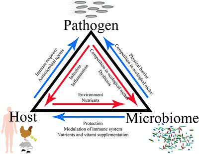 The Game for Three: Salmonella–Host–Microbiota Interaction Models